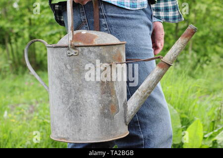 Der Mensch bereitet Garten von einem Metall Bewässerung zu Wasser kann im späten Frühjahr-UK Stockfoto