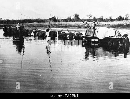 Die deutschen Bauern in der ehemaligen deutschen Kolonie Deutsch-Südwest-Afrika eine Rinder Transport begleiten durch einen Fluss (undatierte Aufnahme). Stockfoto