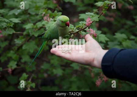 Touristen füttern die grüne Papageien im St Jamess Park in London, Vereinigtes Königreich. Feral Sittiche in Großbritannien sind eine eingeführte Arten in Großbritannien. Die Bevölkerung besteht aus rose-ringed Sittiche, ein nicht-wandernden Vogel, beheimatet in Afrika und auf dem indischen Subkontinent ist. Die Ursprünge dieser Vögel sind Gegenstand von Spekulationen, aber sie sind in der Regel von Vögeln, die aus der Gefangenschaft entkommen gezüchtet zu haben. Stockfoto