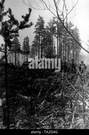 Deutsche Soldaten mit einem 15 cm Infanterie Gewehr 33 in einem Wald vor den Toren von Leningrad. Foto der Propaganda Firma (PK): kriegsberichterstatter Schroeter. Stockfoto