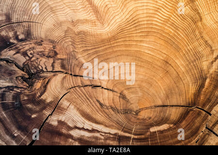 375 Jahre alte Montezuma kahlen Zypresse/Montezuma Zypresse (Taxodium distichum mucronatum) cross-cut/Querschnitt zeigen Jahrringe/Baum Ringe Stockfoto