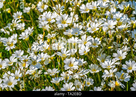 Feld mit der Maus Ohren/Feld Vogelmiere (Cerastium arvense) in Blume, die in Europa und Nordamerika Stockfoto