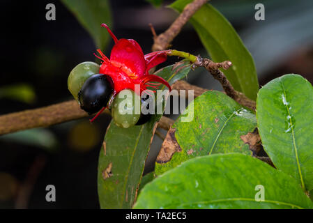 Mickey Mouse Anlage/Bird's Eye bush (Ochna Kirkii) drupelet Obst heimisch im tropischen Afrika Stockfoto