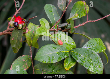 Mickey Mouse Anlage/Bird's Eye bush (Ochna Kirkii) drupelet Obst heimisch im tropischen Afrika Stockfoto