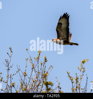 Mäusebussard Kreisen über die Bäume in der Nähe des Flusses Stour Stockfoto