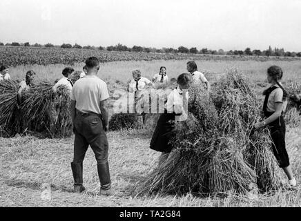 Jungen Mädchen der BDM helfen mit dem Hafer Ernte während ihrer Landjahr in der Nähe von Seeburg in Niedersachsen. Sie reif Riemenscheiben zusammen zu stapeln. Stockfoto