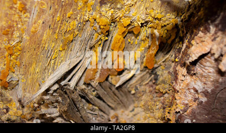Das Foto von Bernstein auf das Holz und Rinde. Hintergrund für die Holzindustrie. Stockfoto