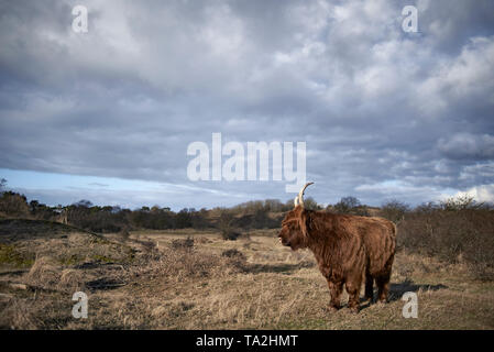 Schottische Highlanders Kühe außerhalb in einem Feld im Herbst Sonnenschein Stockfoto