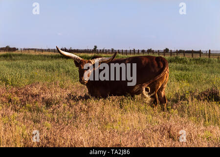 Tiere, die in der Reserve auf der Weide in der Steppe Stockfoto