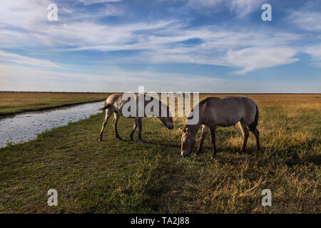 Tiere, die in der Reserve auf der Weide in der Steppe Stockfoto