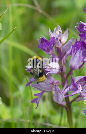 Hummel auf einer Helm-knabenkraut (Orchis militaris) am Homefield Holz, Buckinghamshire, Großbritannien Stockfoto