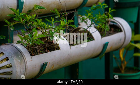 Grüne Zimmerpflanze in hängenden Kunststoffbehälter für die Dekoration Stockfoto