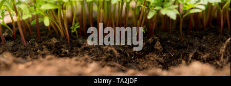 Detail der kleinen tomatoe Sämlinge wachsen aus dem Boden innerhalb eines Gewächshauses im Frühling Stockfoto