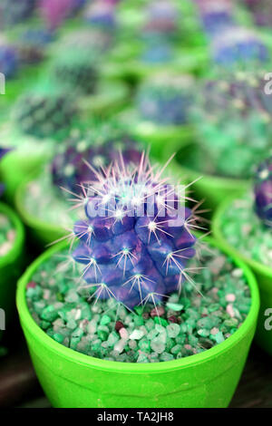 Vertikale Bild von Closeup mini eingetopfte Kakteen in kräftigem Grün und Violett Farbe Stockfoto