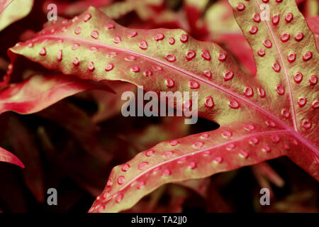 Nahaufnahme des Farnblätter in Rot und Gold Farbe Stockfoto