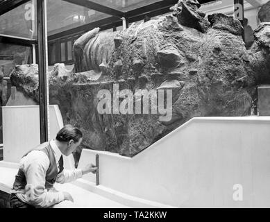 Diese gepanzerten Dinosaurier am Natural History Museum in London als eines der wertvollsten ihrer Art. Es kommt aus dem Bauch River Formation auf den Red River in Alberta, Kanada. Stockfoto