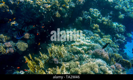 Schöne Unterwasser iamge Anemonen und Korallen wachsen auf den tropischen Riff. Viele Fische schwimmen im Roten Meer Stockfoto
