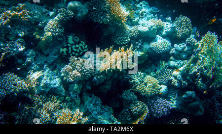 Closeup Bild der bunten Korallenriff im Roten Meer. Wachsenden Anemonen, Meer Unkraut und Schwimmen bunte Fische Stockfoto