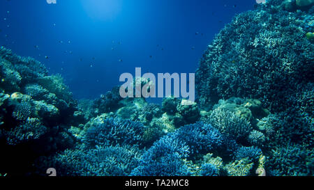 Schöne Unterwasser Foto, viele bunte tropische Fische schwimmen um grosse Riff im Meer Stockfoto