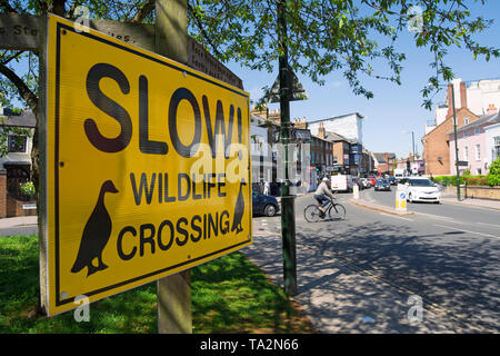 Gelb und Schwarz schild Warnung der Tierwelt die Straße zu überqueren, in Barnes, London, England, an der Mitte des Barnes Dorf im Hintergrund Stockfoto