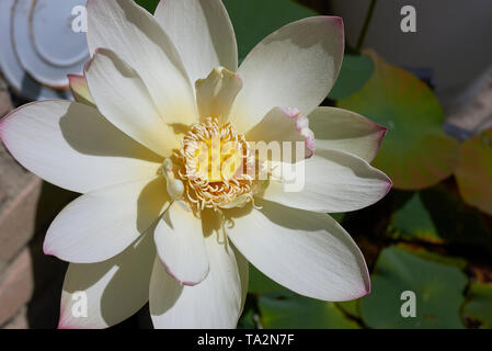 Nelumbo nucifera Flower close up Stockfoto