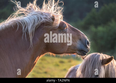 Close-up braunes Pferd auf einer Wiese im Abendlicht Stockfoto