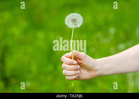 Schönen Sommer Bild einer weiblichen Hand Löwenzahn gegen Grass sonnigen Hintergrund Stockfoto