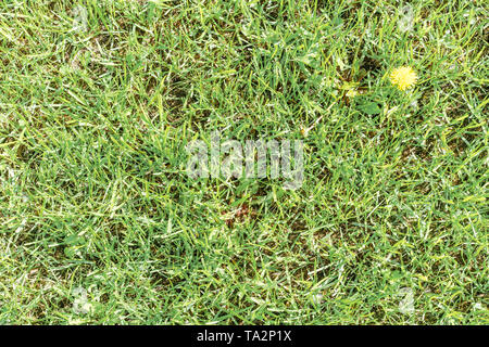 Grüne Gras getrimmt auf einem hellen, sonnigen Tag als natürlichen Hintergrund. Stockfoto