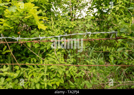 Stacheldraht zaun Vor der Hecke Stockfoto