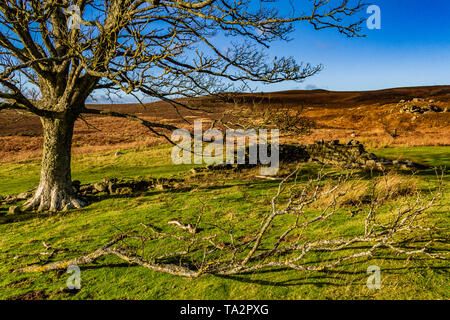 Bewick Moor, Northumberland, Großbritannien. November 2018. Stockfoto