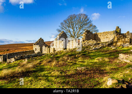 Die Ruinen von Blawearie Bauernhaus auf Bewick Moor in der Nähe der Cheviot Hills, Northumberland, Großbritannien. November 2018. Stockfoto