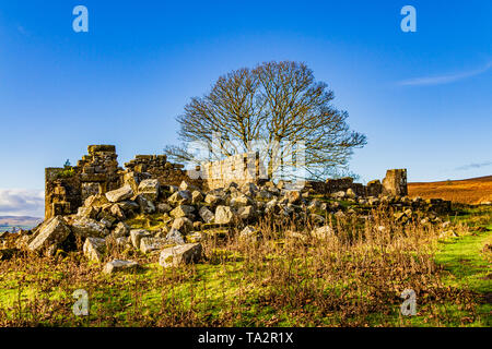 Die Ruinen von Blawearie Bauernhaus auf Bewick Moor in der Nähe der Cheviot Hills, Northumberland, Großbritannien. November 2018. Stockfoto