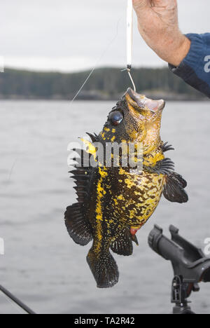 Fischerei auf Langara Island, Haida Gwaii. vormals auf den Queen-Charlotte-Inseln im Norden von British Columbia. Stockfoto