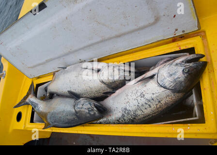 Fischerei auf Langara Island, Haida Gwaii. vormals auf den Queen-Charlotte-Inseln im Norden von British Columbia. Stockfoto