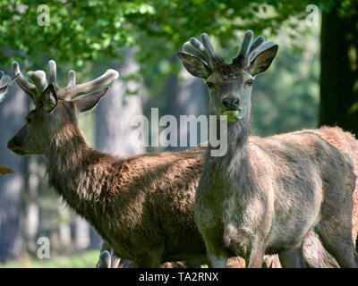 Eine Herde Hirsche grasen Stockfoto