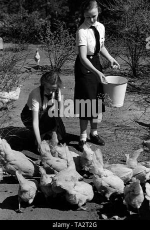 Im Rahmen des Reichswerbe-und Opfertag (Opferfest) des Deutschen Youth Hostel Association, Mitglieder des BDM Feed die Hühner der Youth Hostel in der Nähe von Reppen Sandseeheim in Brandenburg (heute Rzepin in Polen). Stockfoto