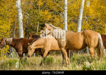 Pferde im Herbst Aspen Grove - eine Gruppe Pferde grasen und ruhen in einem Berghang Aspen Grove. Owl Creek Pass Road, südwestlich von Colorado, USA. Stockfoto