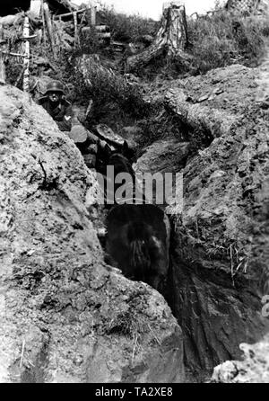 Ein Pferd läuft durch einen Schützengraben an der Ostfront. Eine rauchende Soldat Uhren das Pferd als er durch die schmalen Graben Spaziergänge. Foto der Propaganda Firma (PK): kriegsberichterstatter Elle. Stockfoto