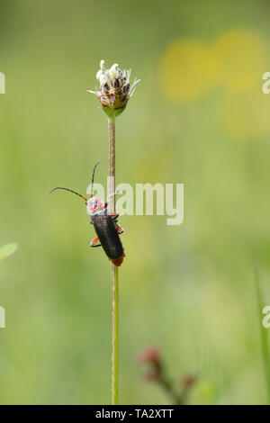 Soldat Käfer (Cantharis rustica) auf eine Pflanze, um Stammzellen im Mai, Großbritannien Stockfoto