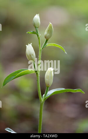 Weiße Waldvögelein (Cephalanthera damasonium) im Wald Lebensraum im Mai, Großbritannien Stockfoto