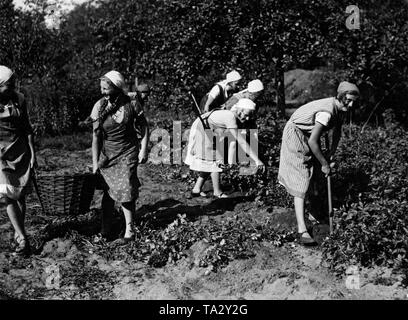 Nach Angaben der Organisatoren, wenn das Landjahr wurde erstmals rechtlich 1934 in Preußen eingeführt, 14.000 Jungen und 8.000 Mädchen beteiligten. Das Landjahr Jungen und Mädchen wurden in 400 Neue Landheims (Landschaft Internat) untergebracht. Hier, Landjahr Mädchen aus der Preußischen Landheim Schluft im Waldgebiet, der Schorfheide helfen Kartoffelroder. Stockfoto