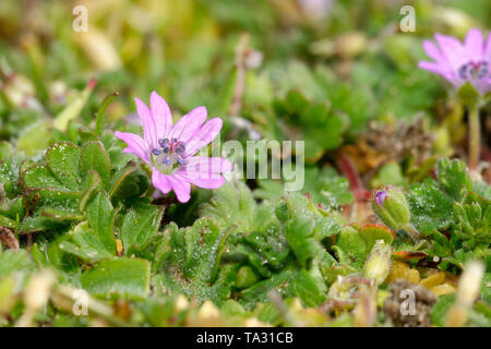 Tauben Fuß Cranesbill - Geranium molle rosa Blüten, Braunton Burrows Dünen Stockfoto