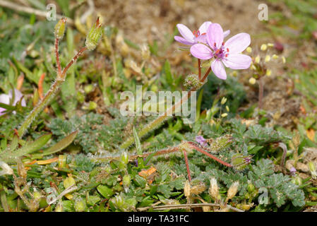 Gemeinsame Stork's Bill - Erodium cicutarium Kleine rosa Blumen, Braunton Burrows Sanddünen Stockfoto