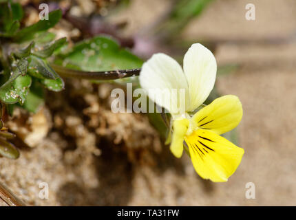 Dune Stiefmütterchen - Viola tricolor curtisii Braunton Burrows Sanddünen Stockfoto