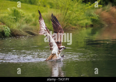 Der fischadler oder genauer der westlichen Osprey - auch "Sea Hawk, Fluss hawk und Fish Hawk - ist eine Tagaktive, Fisch-essen Raubvogel. Stockfoto