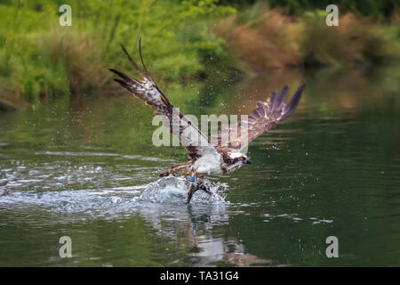 Der fischadler oder genauer der westlichen Osprey - auch "Sea Hawk, Fluss hawk und Fish Hawk - ist eine Tagaktive, Fisch-essen Raubvogel. Stockfoto