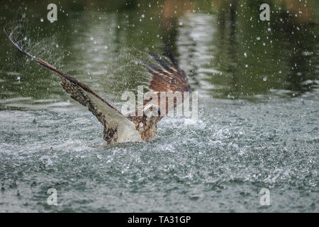 Der fischadler oder genauer der westlichen Osprey - auch "Sea Hawk, Fluss hawk und Fish Hawk - ist eine Tagaktive, Fisch-essen Raubvogel. Stockfoto
