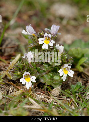 Gemeinsame Augentrost - Euphrasia officinalis auf Braunton Burrows Sanddünen Stockfoto