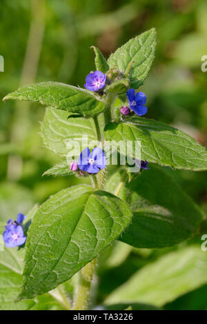 Alkanet - Pentaglottis Sempervirens blau grüne Blume der Hecken Stockfoto