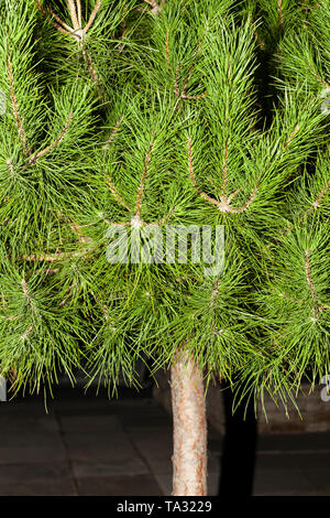 Eine Nahaufnahme eines Bright Green Pine Tree schiessen mit Flash. Stockfoto